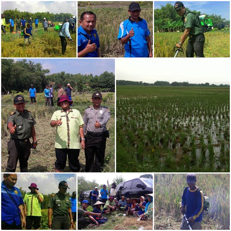 Pangkas Biaya dan Percepat Masa Panen, Kabalan Terapkan Teknologi Singgang