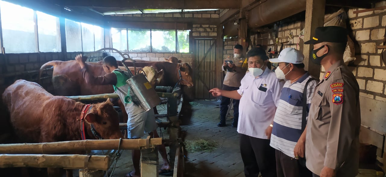 Pemeriksaan Kesehatan Hewan Qurban Kec Kanor
