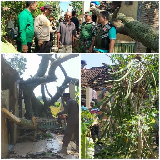 Pohon Roboh Akibat Puting Beliung
